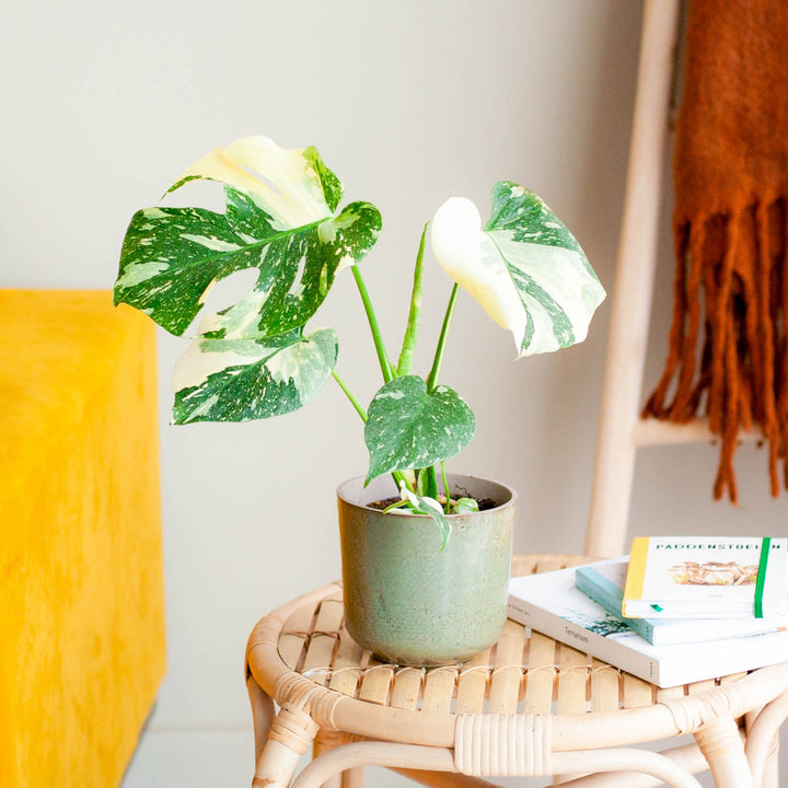 monstera deliciosa standort Monstera 'Thai Constellation' kaufen
