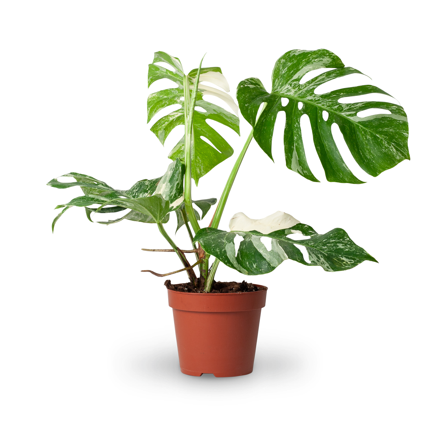 Monstera 'Variegata' (Rarität) kaufen