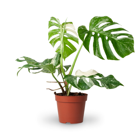 Monstera 'Variegata' (Rarität) kaufen