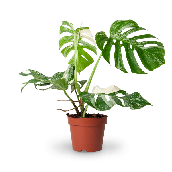 monstera riecht komisch Monstera 'Variegata' (Rarität) kaufen