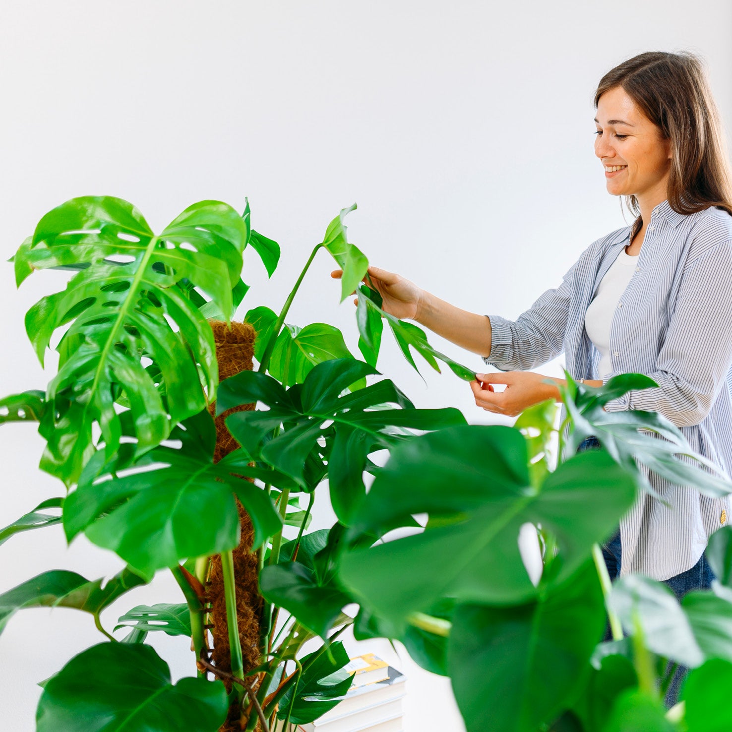 Monstera deliciosa als Zimmerpflanze