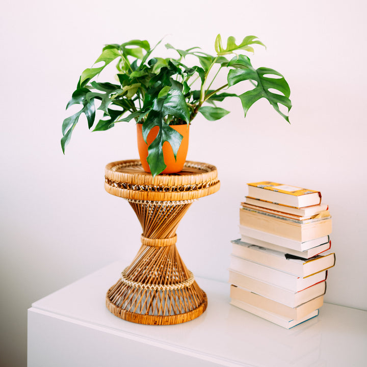 Monstera minima im Wohnzimmer