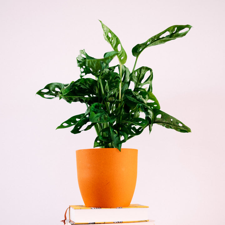 Monstera Monkey Leaf im Wohnzimmer