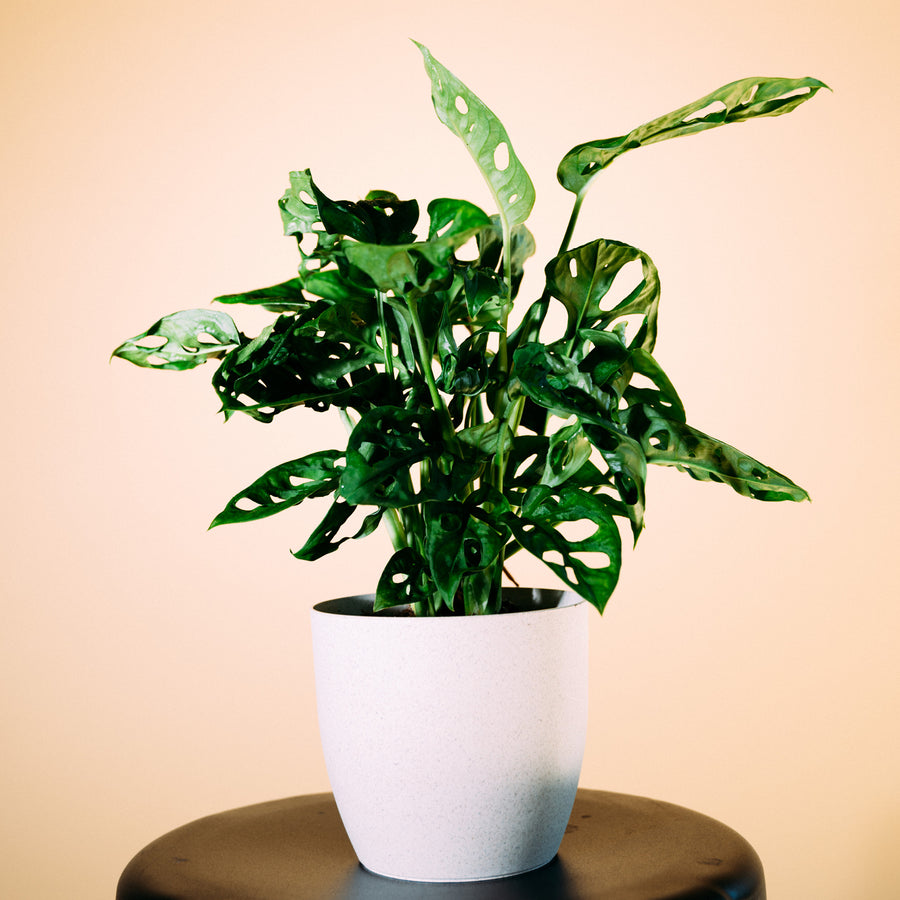 Monstera Monkey Leaf als Zimmerpflanze