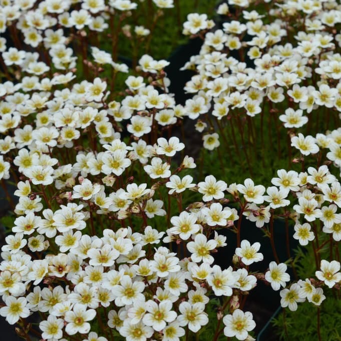 Moos-Steinbrech 'Pixie White' Weiß