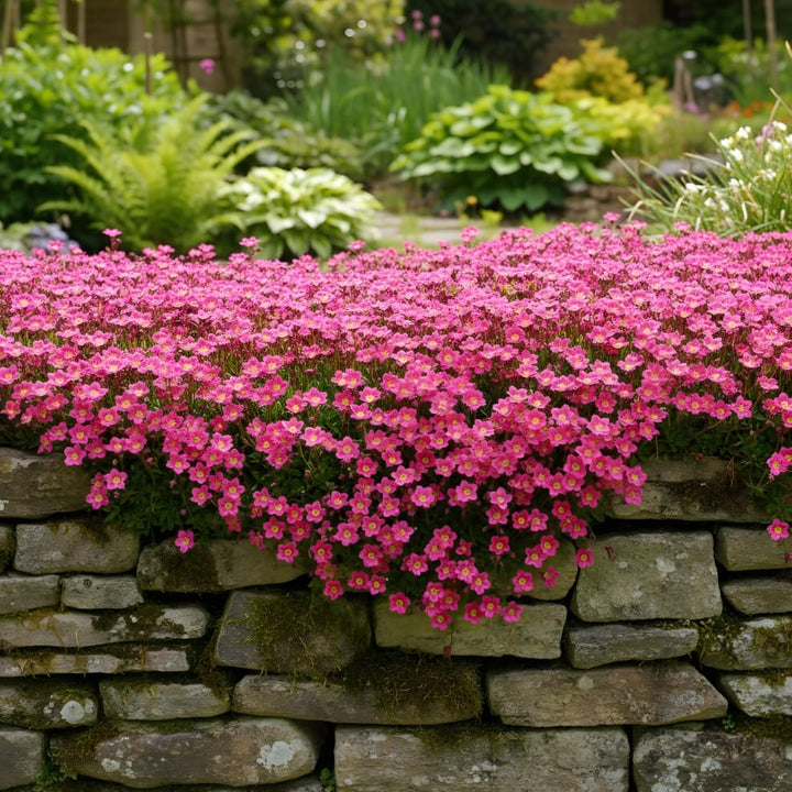 Moos-Steinbrech Rosa