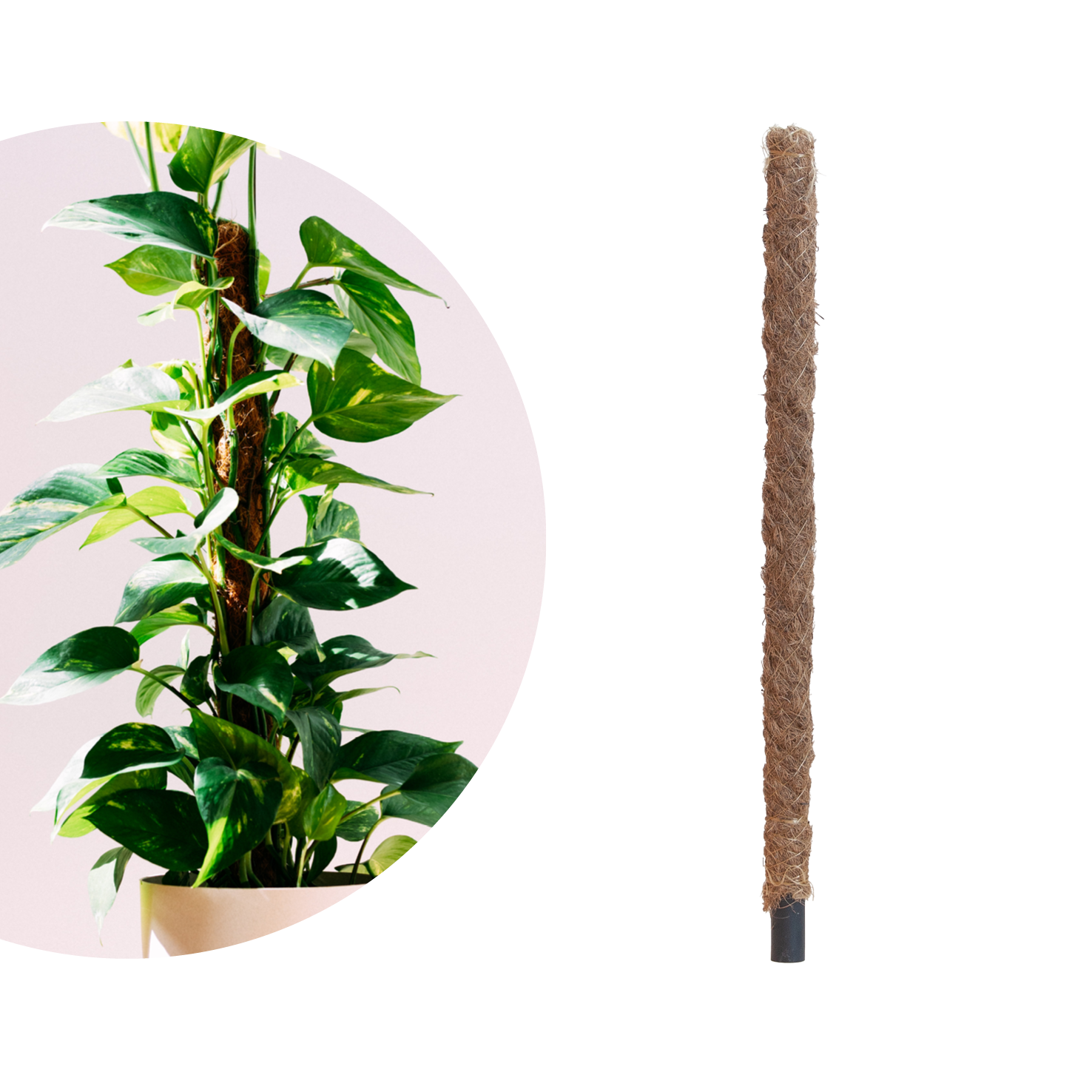 Moosstab Rankhilfe Sisal kaufen - Plantura Shop