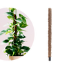 Moosstab Rankhilfe für Zimmerpflanzen