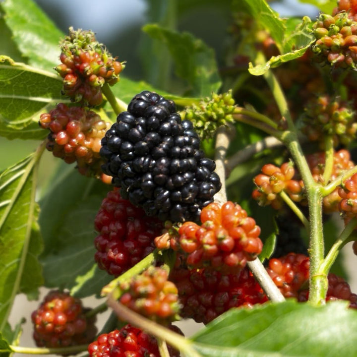 Morus rotundiloba 'Mojo Berry'®