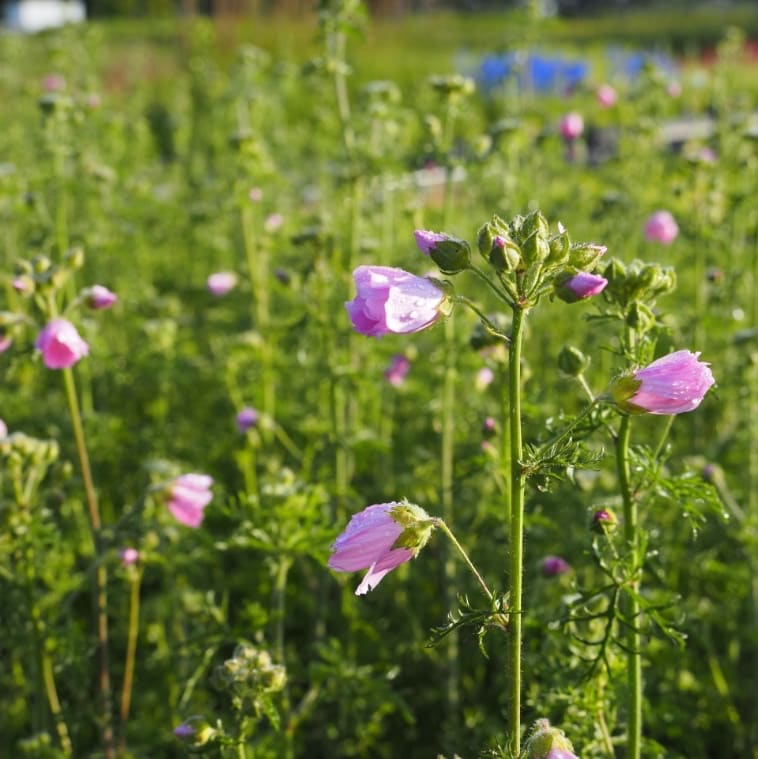 Moschus-Malve Rosa