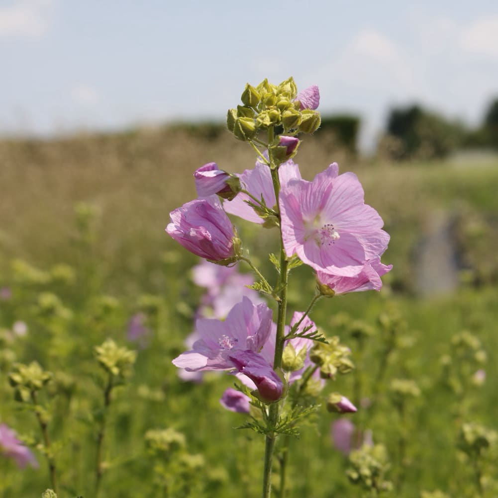 Moschus-Malve Rosa