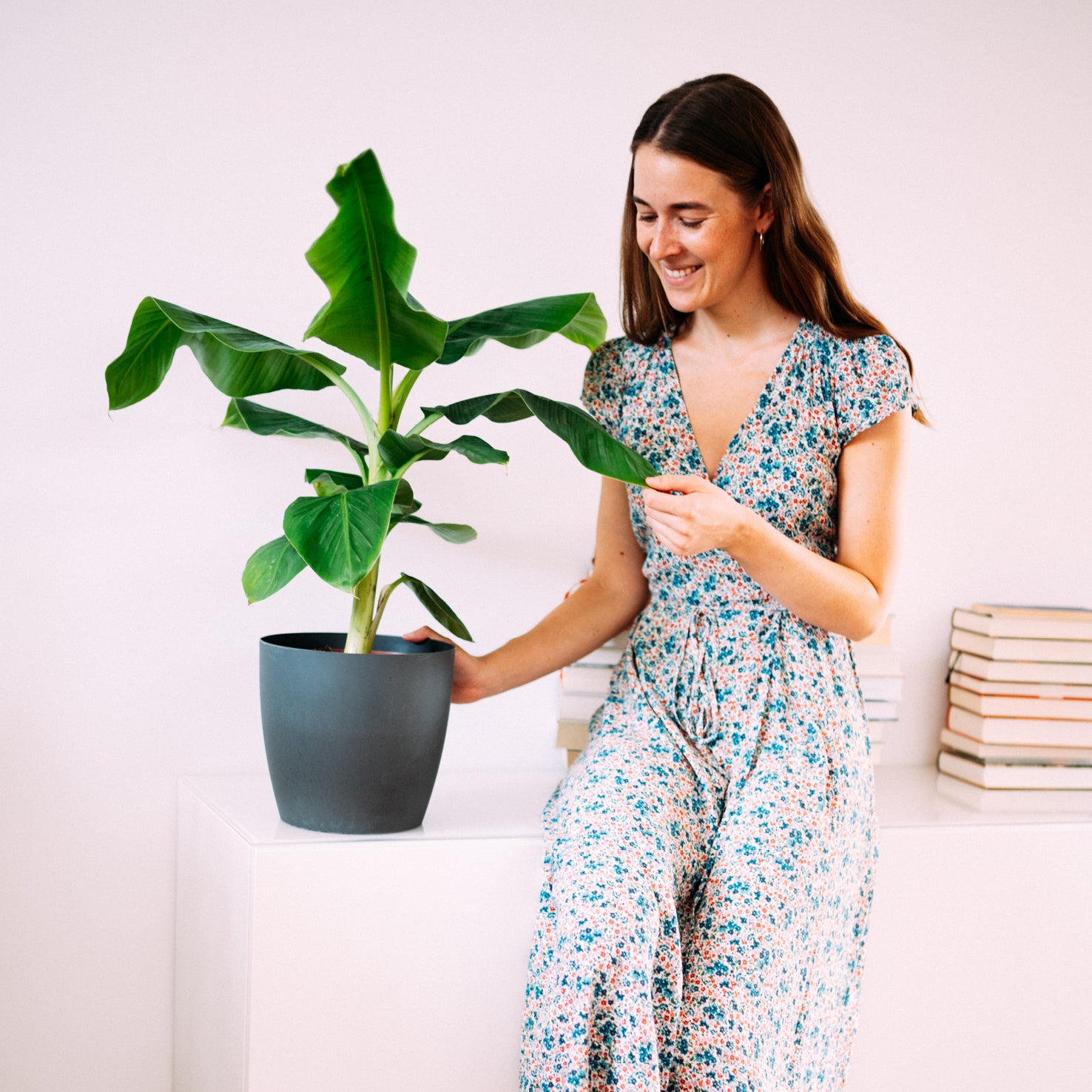Musa acuminata 'Dwarf Cavendish' als Zimmerpflanze