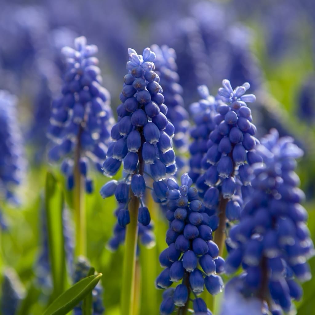 Muscari armeniacum