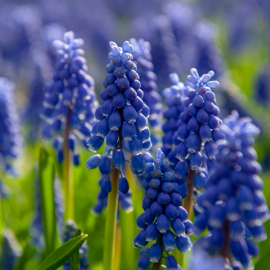 Muscari armeniacum