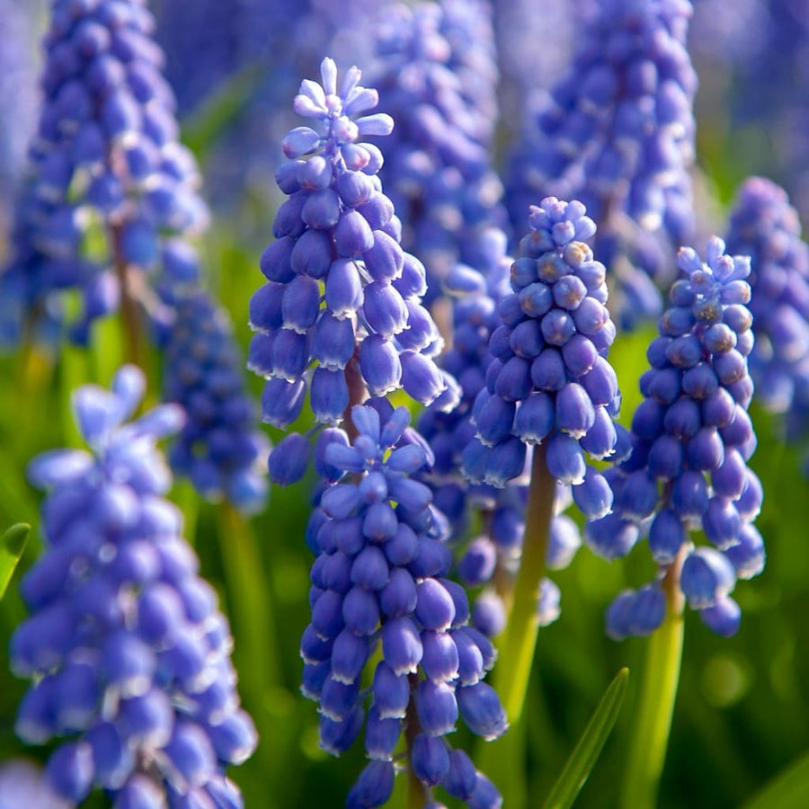 Bio-Traubenhyazinthe Blau