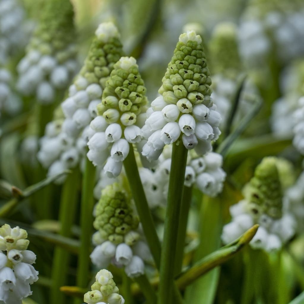 Bio-Traubenhyazinthe 'White Magic' Weiß