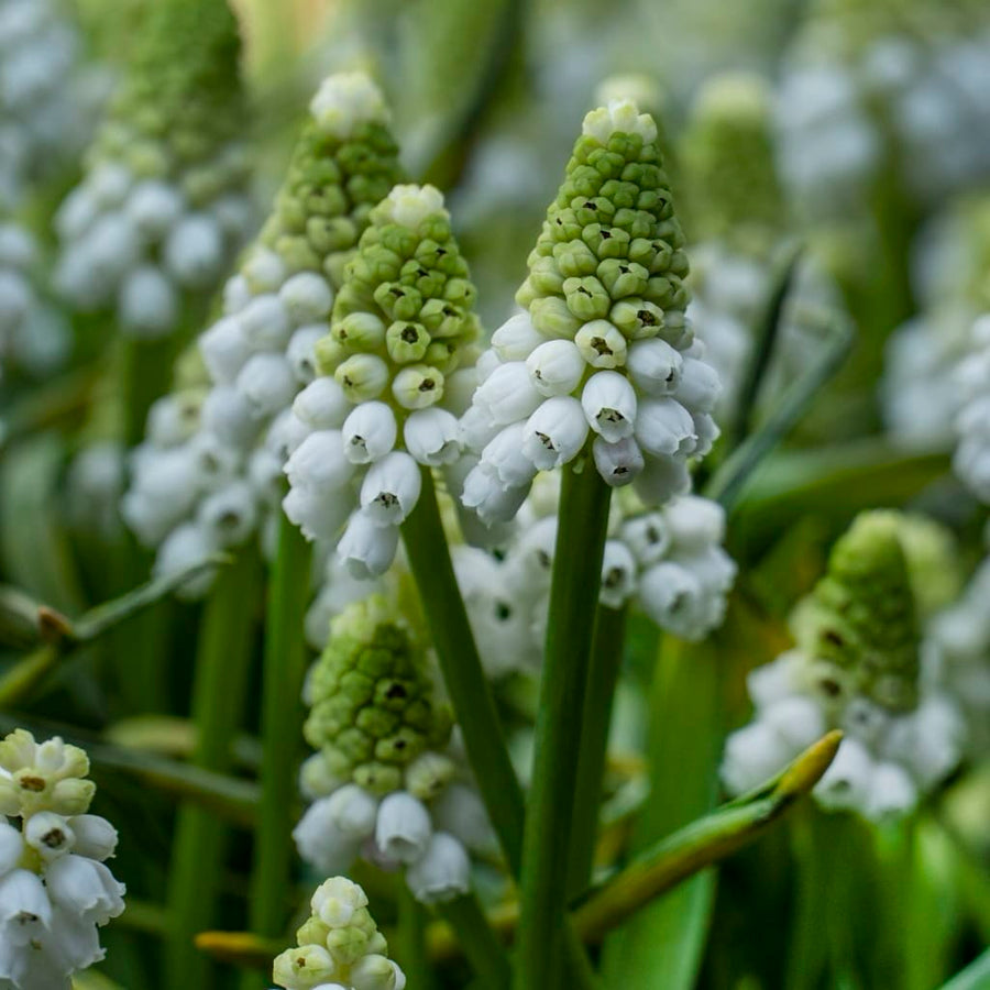 Bio-Traubenhyazinthe 'White Magic' Weiß