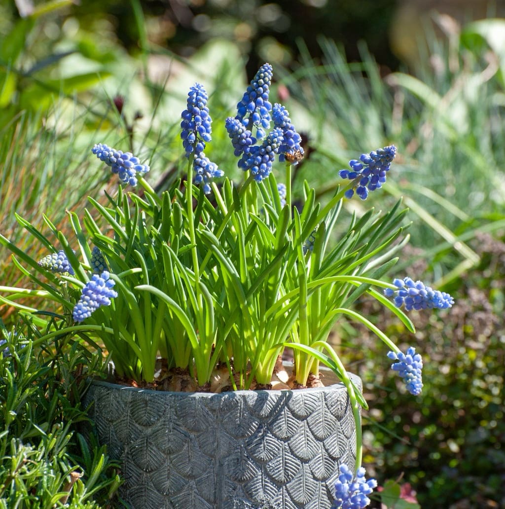 Muscari armeniacum