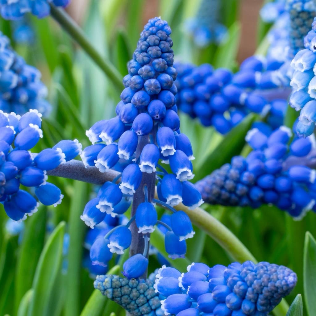 Muscari armeniacum