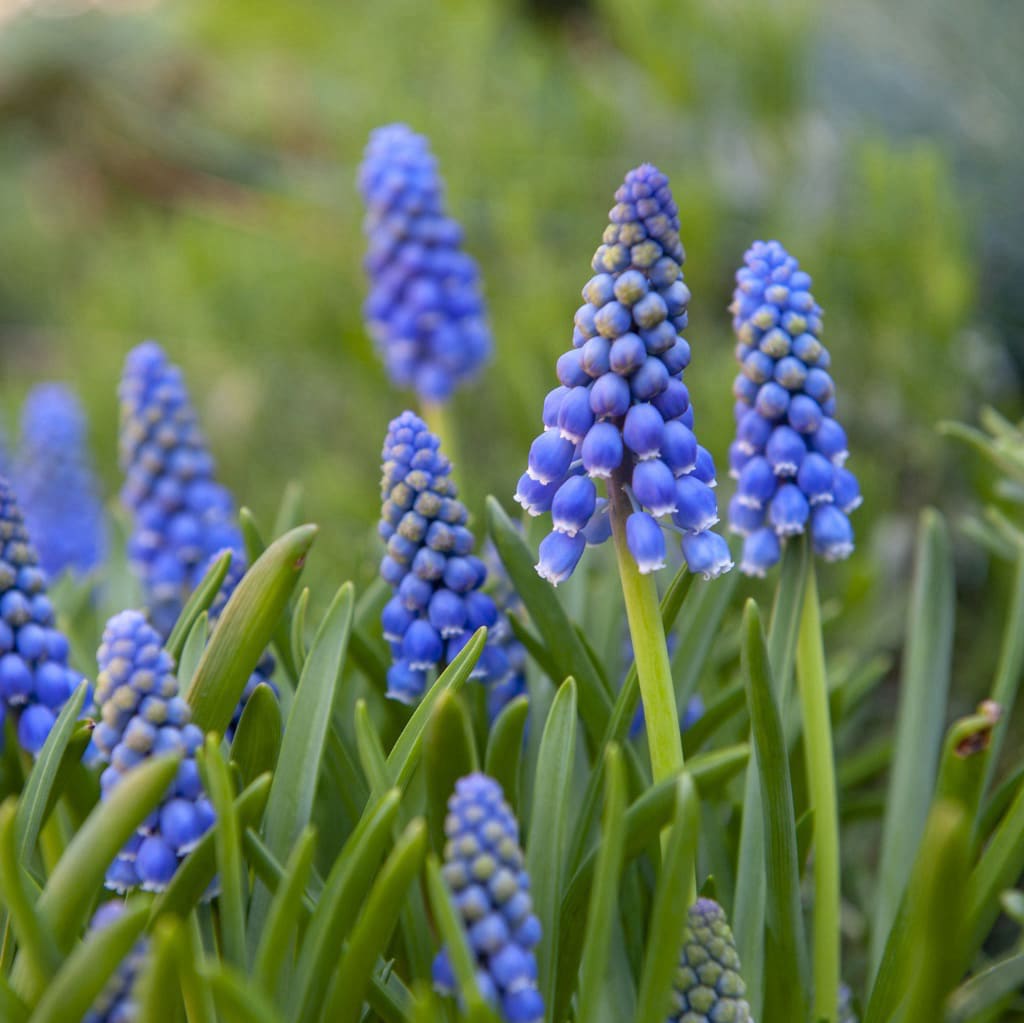 Traubenhyazinthe Blau