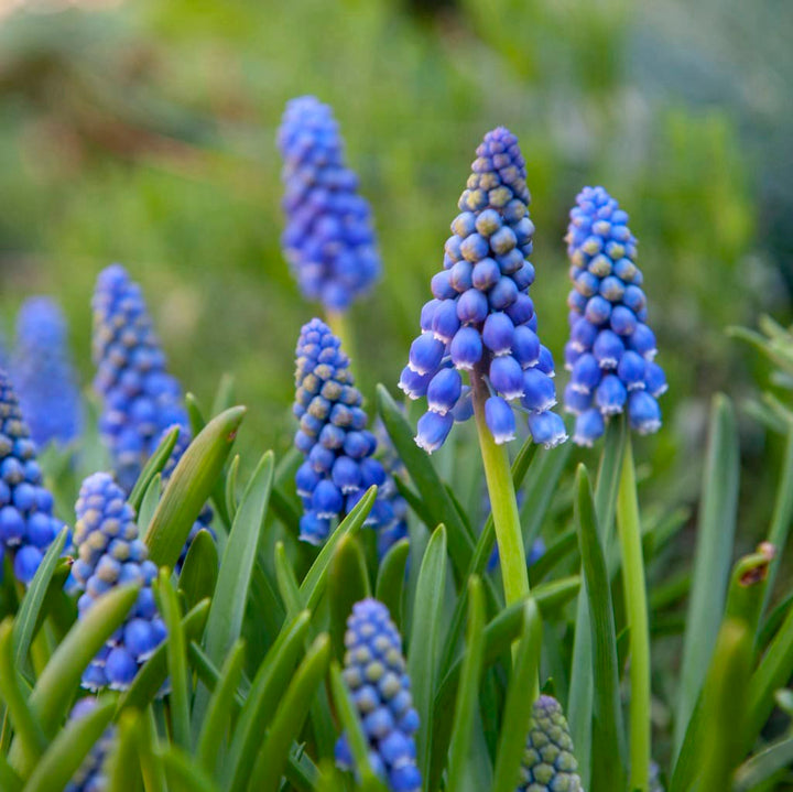 Traubenhyazinthe Blau