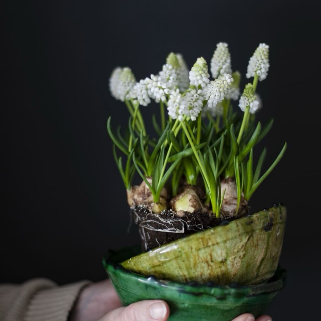 Muscari armeniacum