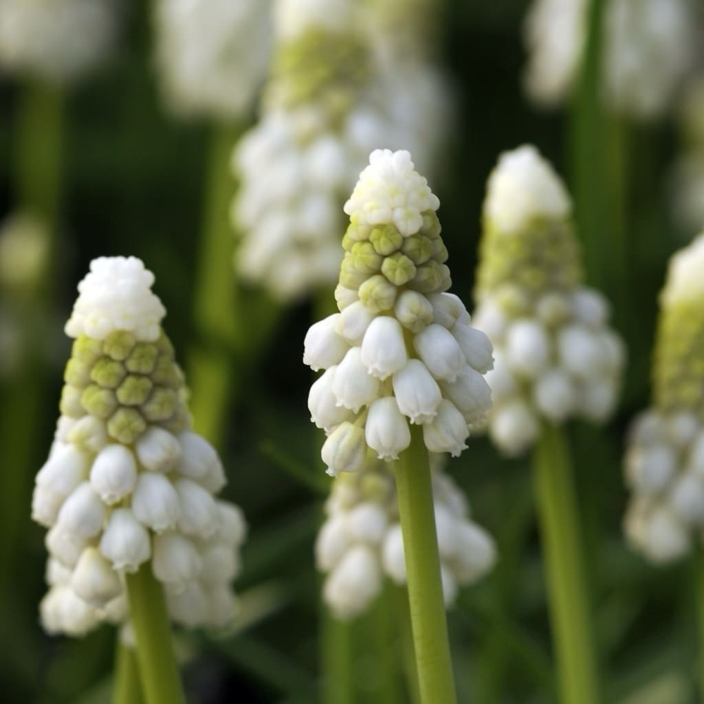 Muscari armeniacum