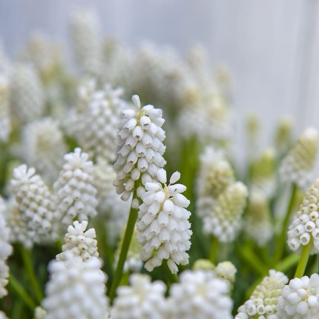 Traubenhyazinthe 'White Magic' Weiß