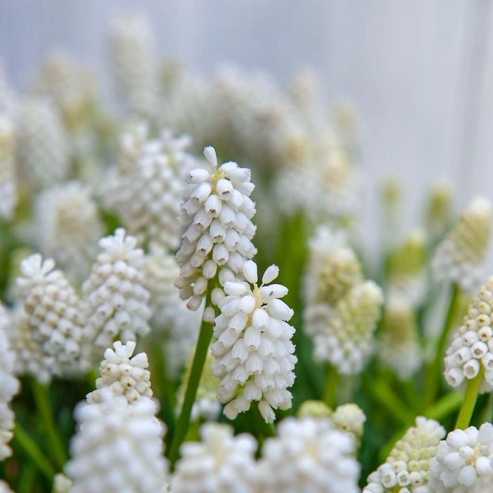 Traubenhyazinthe 'White Magic' Weiß