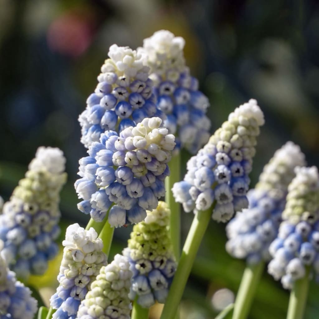 Muscari armeniacum