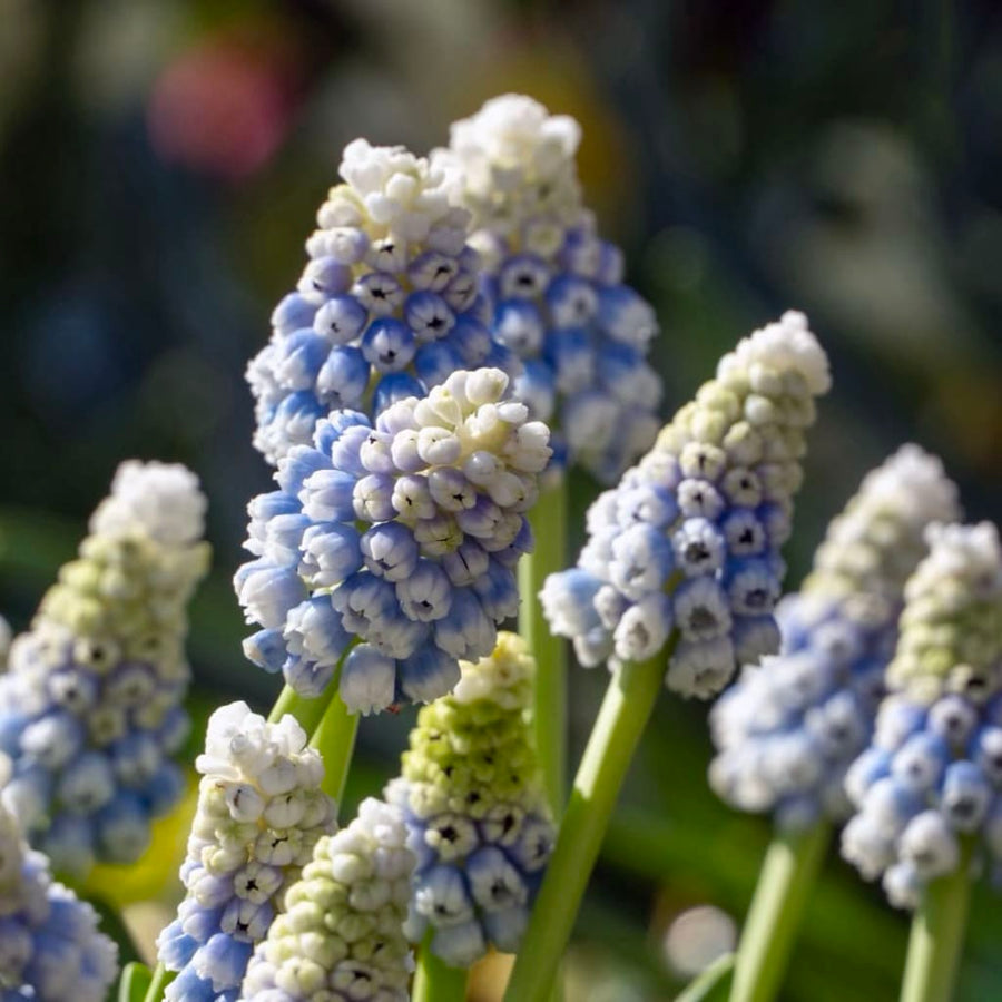 Muscari armeniacum