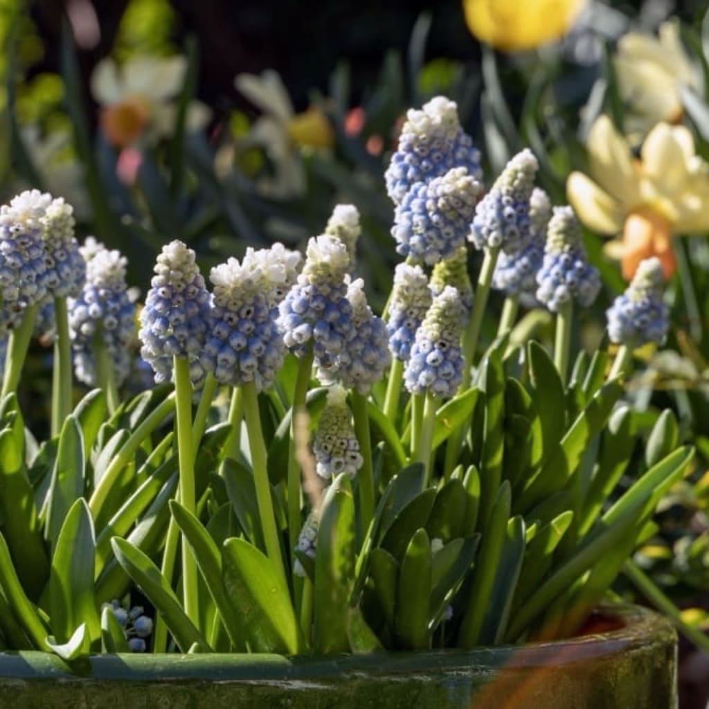 Zweifarbige Traubenhyazinthe 'Mountain Lady' Blau-Weiß