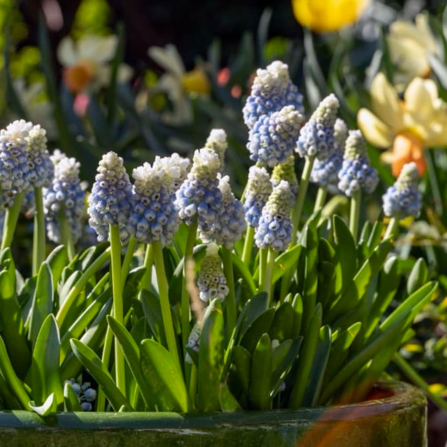 Zweifarbige Traubenhyazinthe 'Mountain Lady' Blau-Weiß