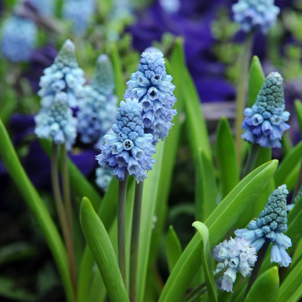 Muscari azureum