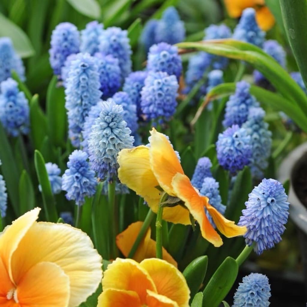 Muscari azureum