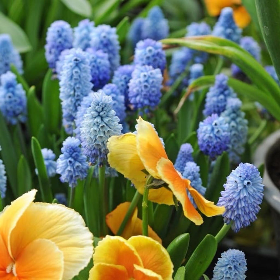 Muscari azureum
