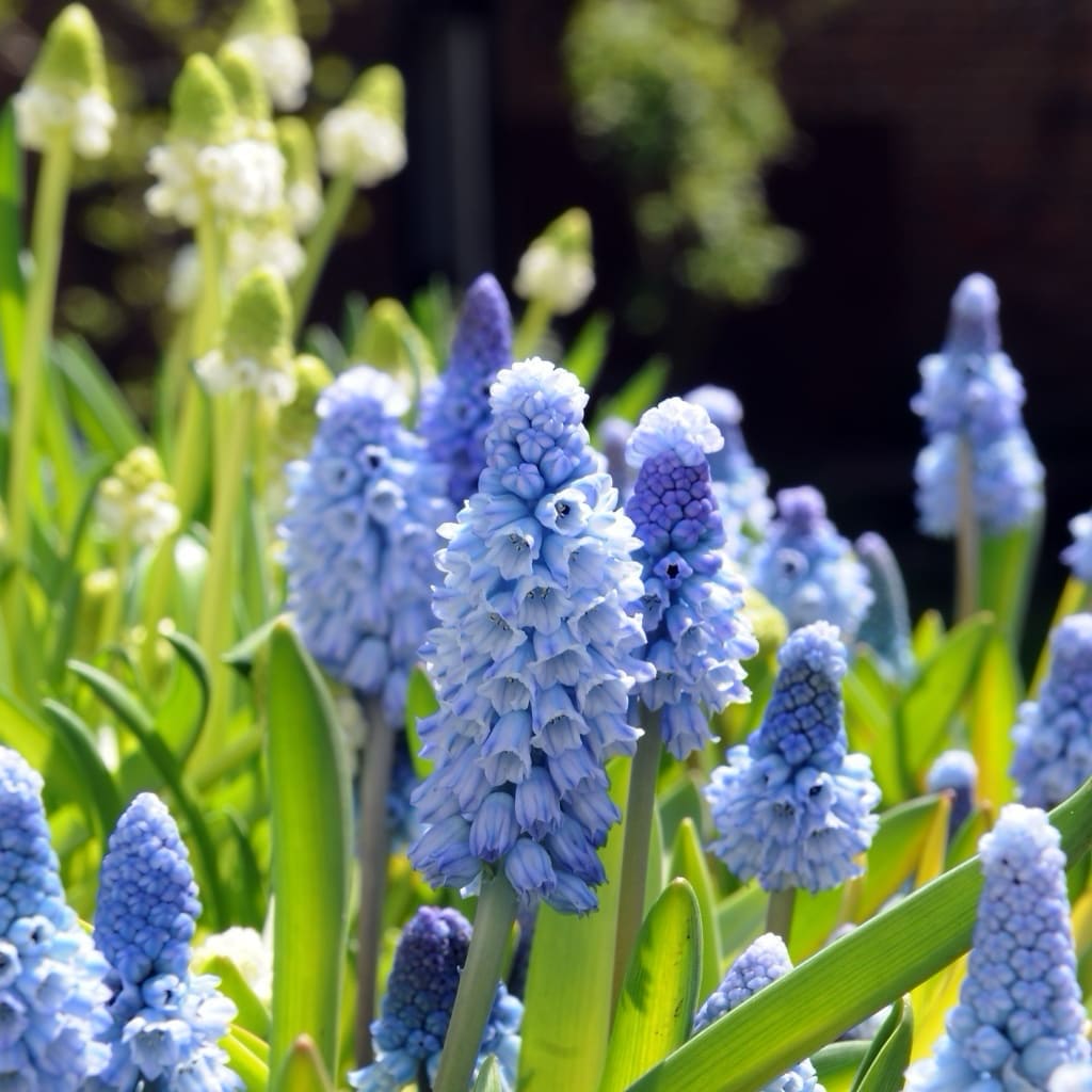 Traubenhyazinthe Azurblau