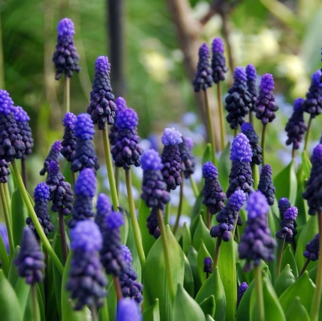 Muscari latifolium