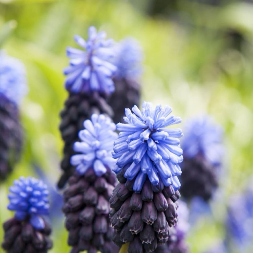 Muscari latifolium