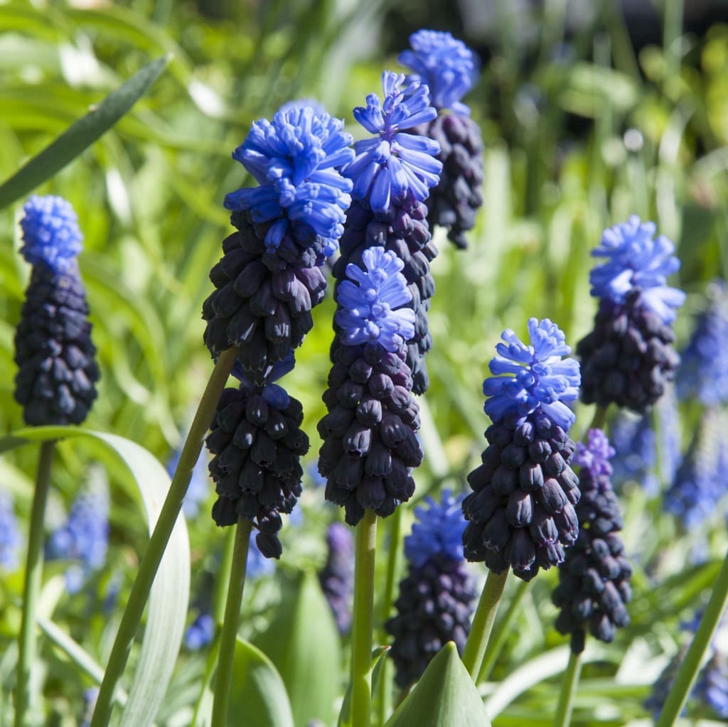 Zweifarbige Traubenhyazinthe Blau