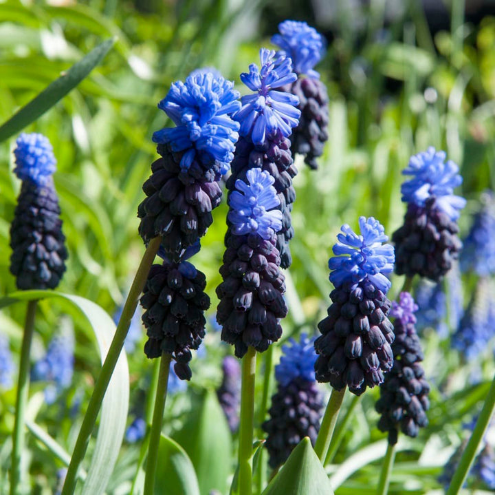 Zweifarbige Traubenhyazinthe Blau