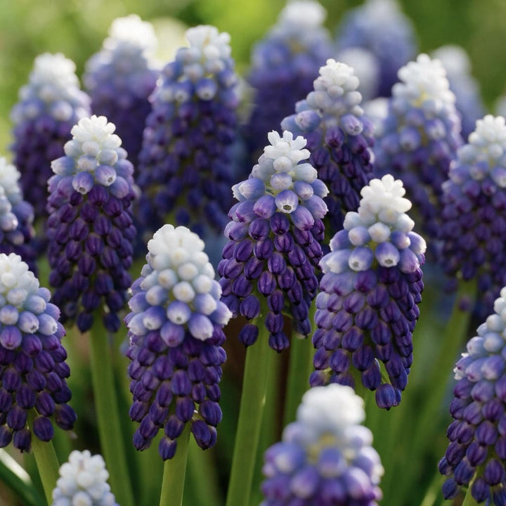 Zweifarbige Traubenhyazinthe 'Grape Ice' Violett-Weiß