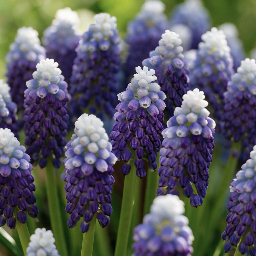 Zweifarbige Traubenhyazinthe 'Grape Ice' Violett-Weiß