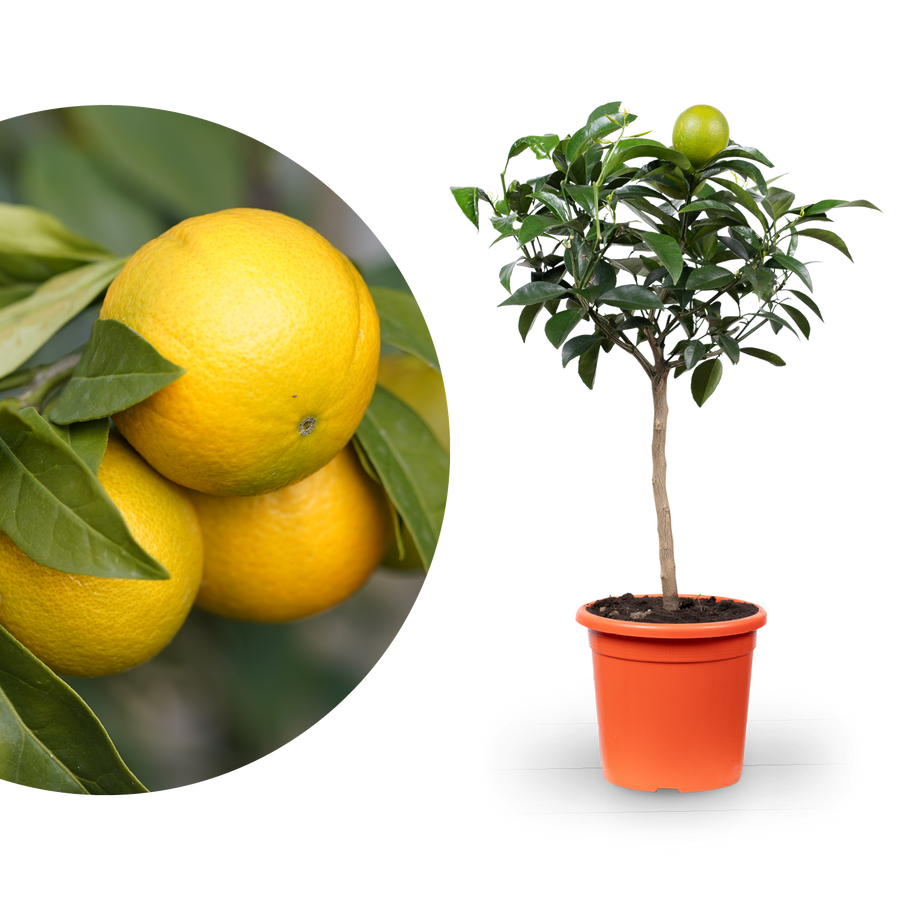 Nabel-Orange 'Navelina'