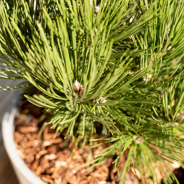 Nadeln von Pinus leucodermis 'Malinki'