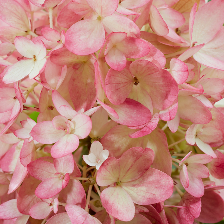 Nahaufnahme rosafarbene Blüte der niedrigen Hortensie Groundbreaker® 'Blush'