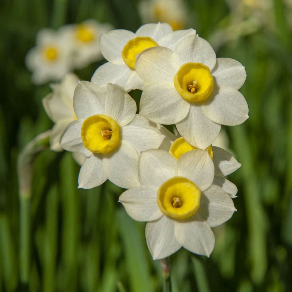Narcissus