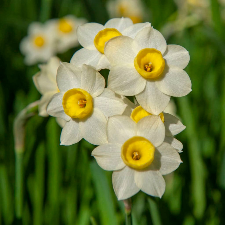 Narcissus