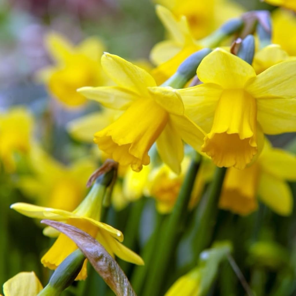 Narcissus