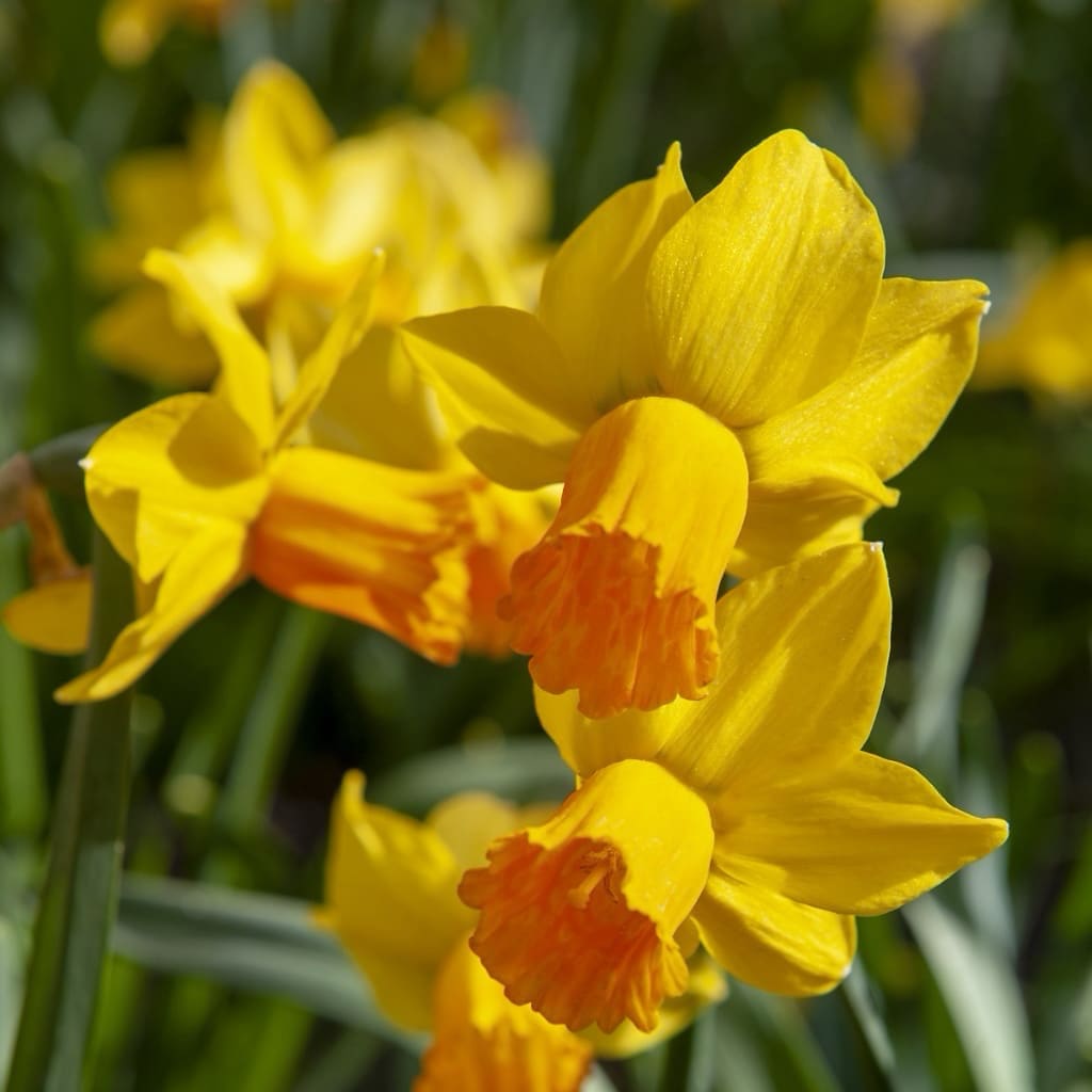 Narcissus cyclaminues